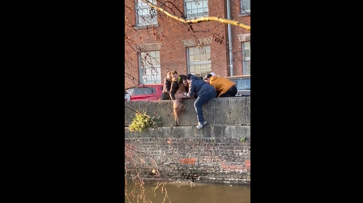 Jóvenes unieron sus fuerzas y rescataron a un perro que se cayó en un canal de Manchester (+Video)