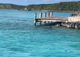 La batalla entre un perro y un tiburón en Las Bahamas (videos)