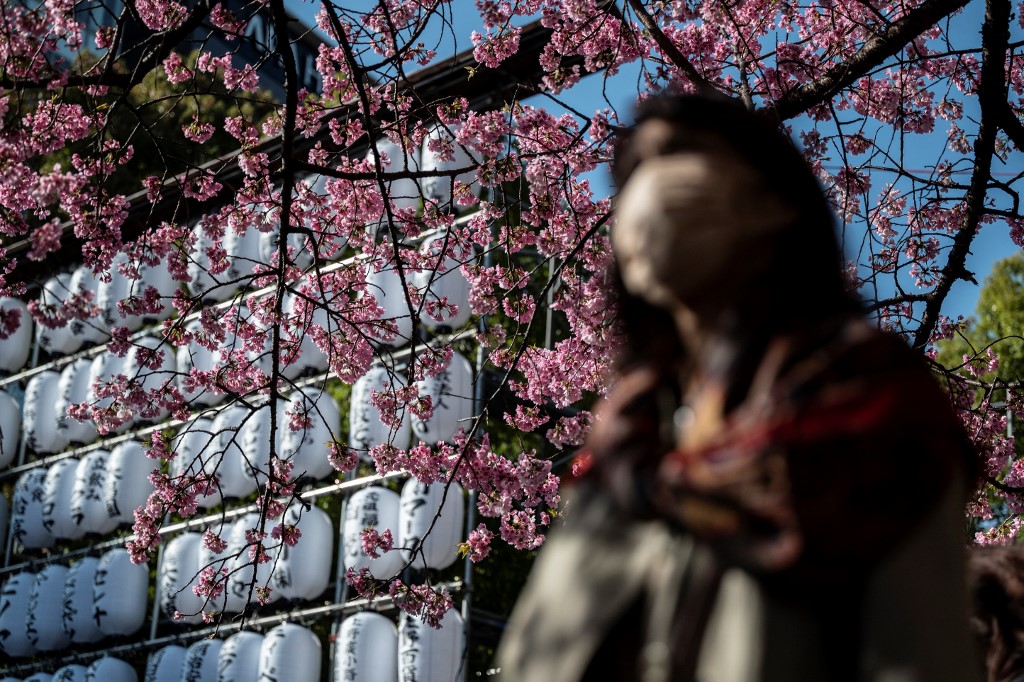 cerezos en flor en Tokio