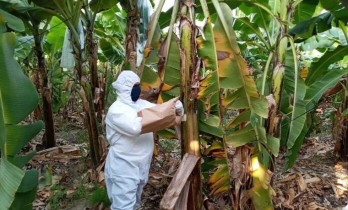 FAO respalda acciones contra hongo del plátano