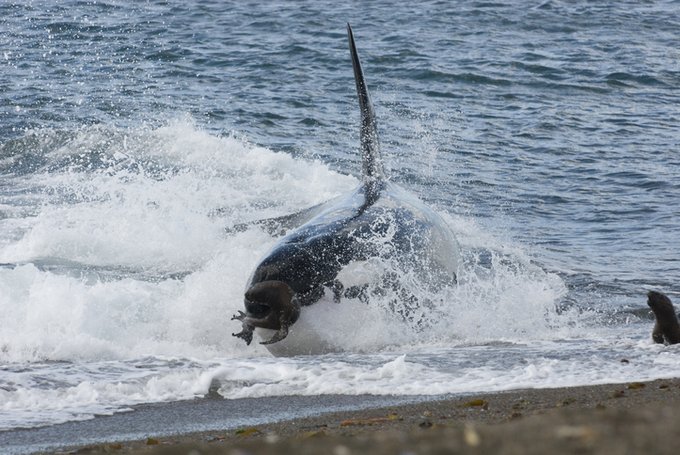 Dúo de orcas asesinas siembra el terror entre los tiburones de Sudáfrica