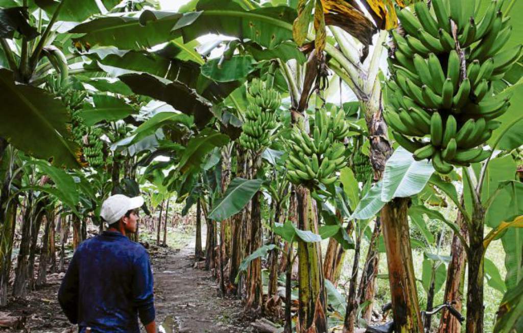 Disminuye en un 50% la producción de plátanos por cambios climáticos