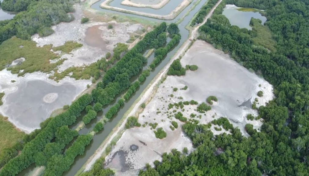 Camalago puso en marcha un proyecto para la reforestación del manglar en La Cañada de Urdaneta