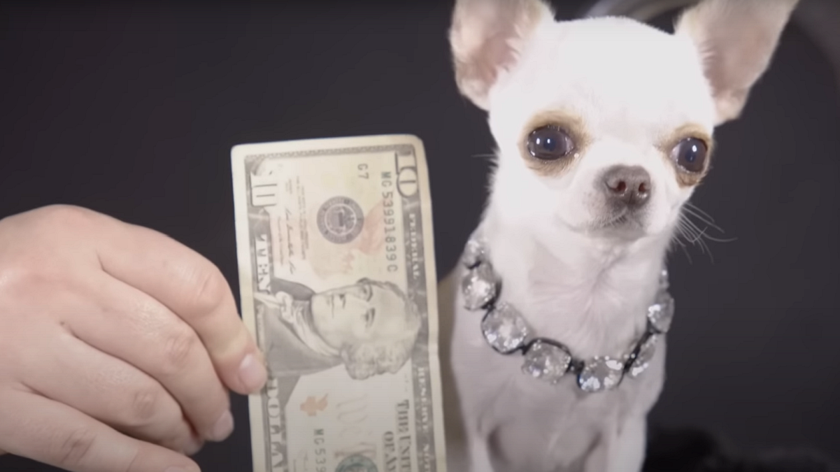 Pearl, la perrita más pequeña del mundo, mide casi lo que un billete de un dólar (+fotos)