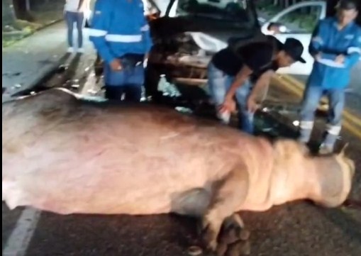 Murió arrollado un hipopótamo en carretera de Colombia: El legado invasor de Pablo Escobar
