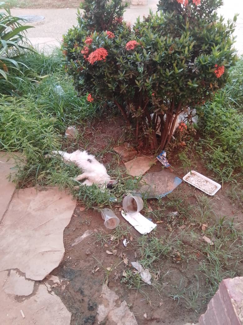 ¡Por Dios! Matanza masiva de gatos en Maracaibo: están envenenando a los animalitos