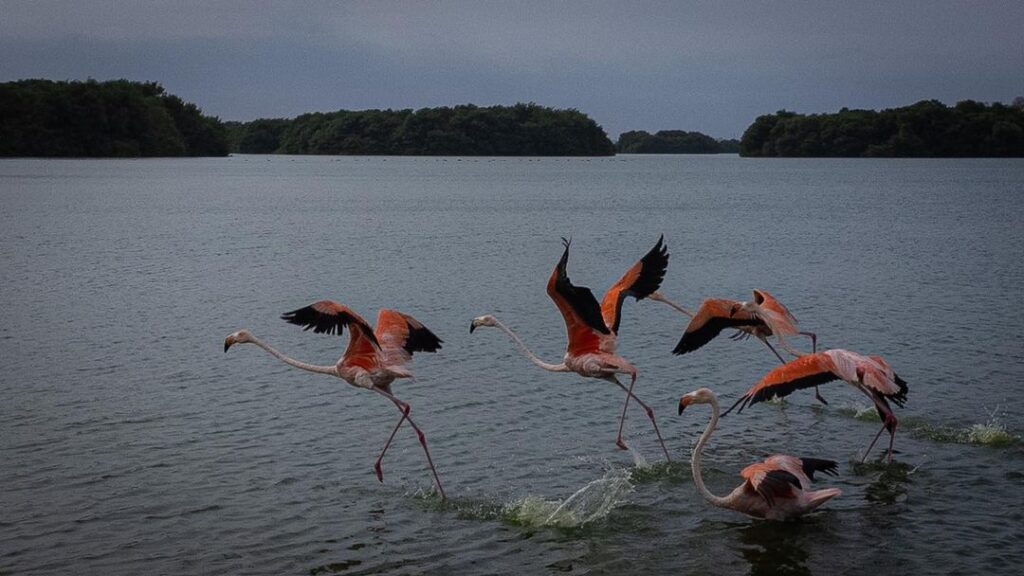 flamencos