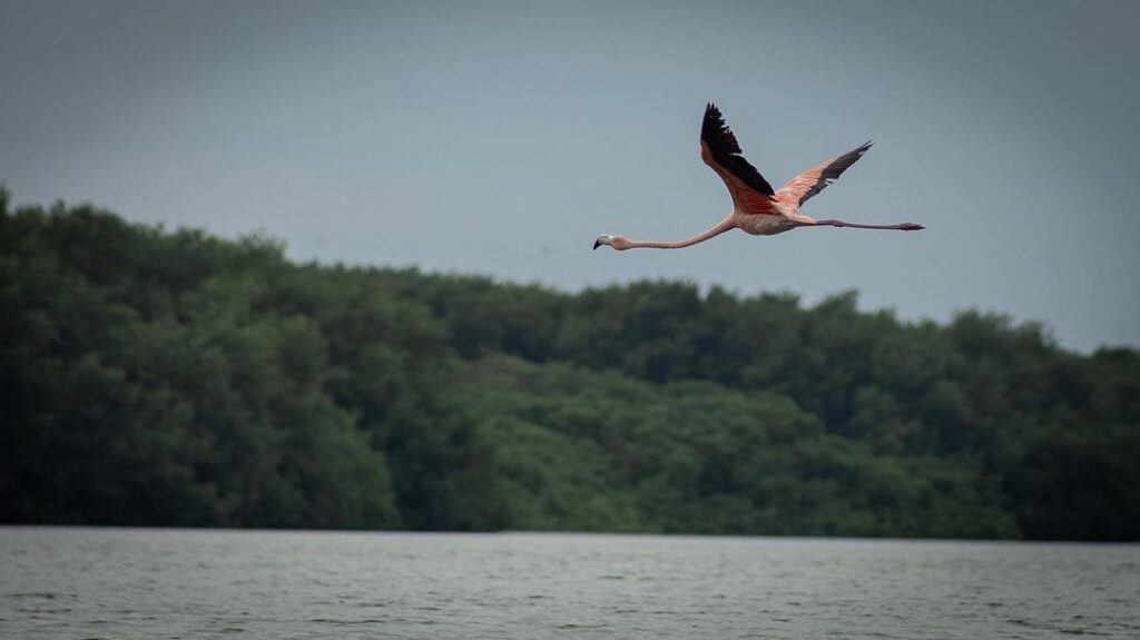 flamencos