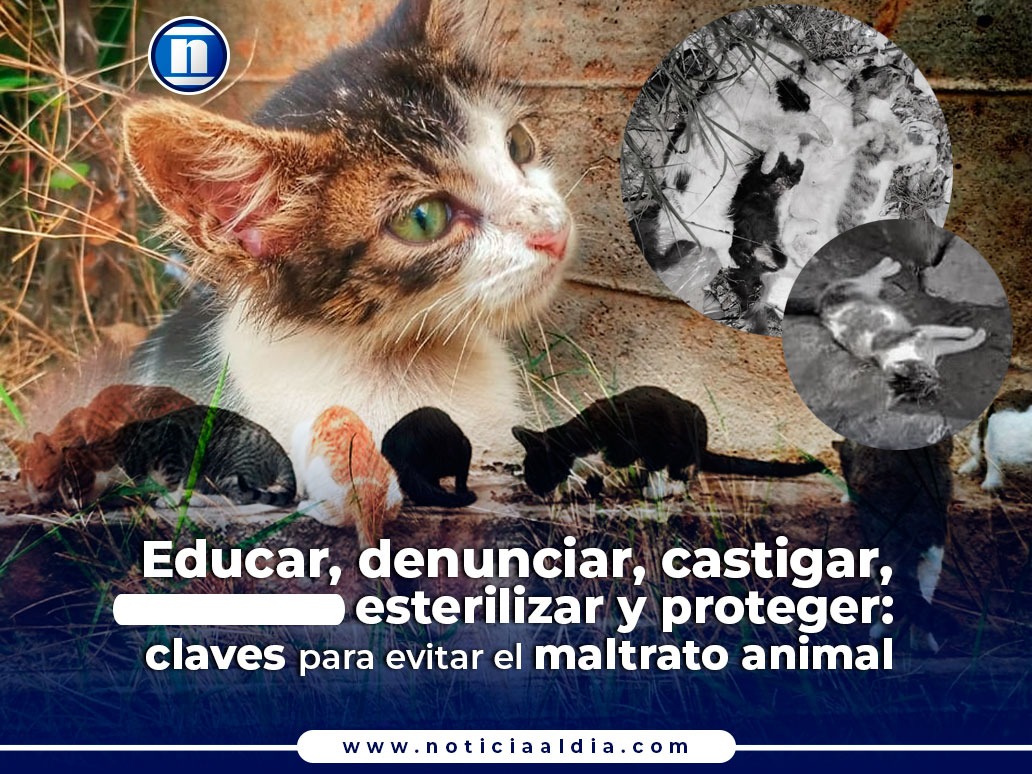 Educar, denunciar, castigar, esterilizar, proteger: claves para evitar el maltrato animal