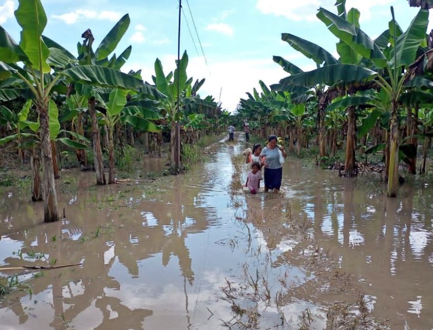 En el Sur del Lago 800 productores abandonan sus platanales y tres mil hectáreas están bajo las aguas