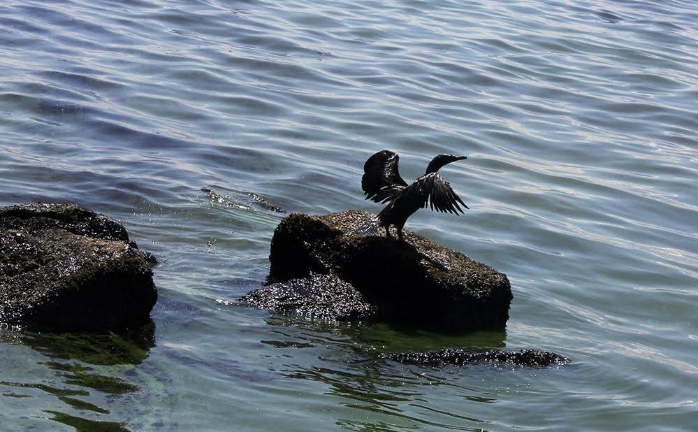 Los elementos que tiene el petróleo y sus efectos en los seres vivos del Lago de Maracaibo