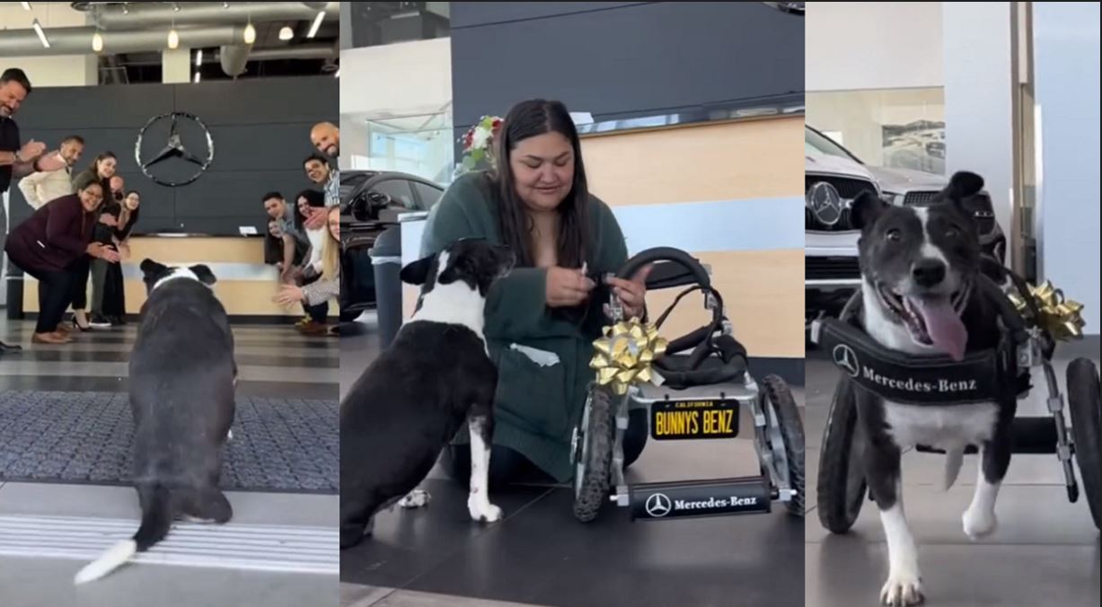 Mercedes Benz le regala una silla de ruedas a un perrito y se viraliza (+Video)