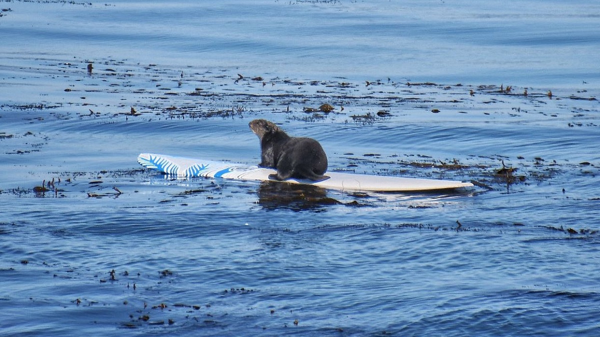 Una nutria marina se viraliza por robarle la tabla a un surfista en California (+Video)