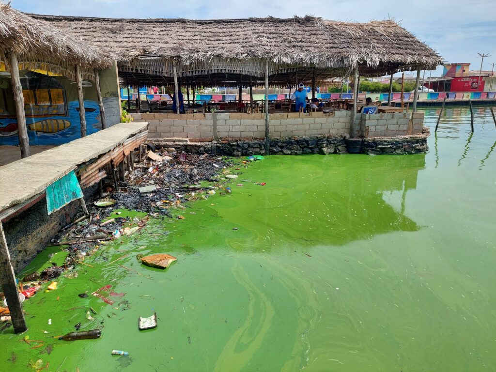 Ambientalistas alertan que el verdín en el Lago de Maracaibo se convierte en un problema de salud pública