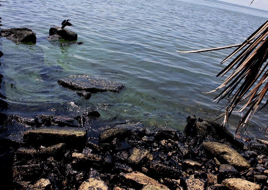 Mapache Ecoaventura dispuesta a prestar auxilio de animales víctimas de la contaminación del Lago: Cuenta con los productos para atenderlos