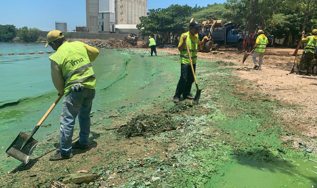 Con el Plan de Limpieza a las Riberas del Lago, Alcaldía de Maracaibo recolectó 40 TON de desechos y verdín en la parroquia Cristo de Aranza