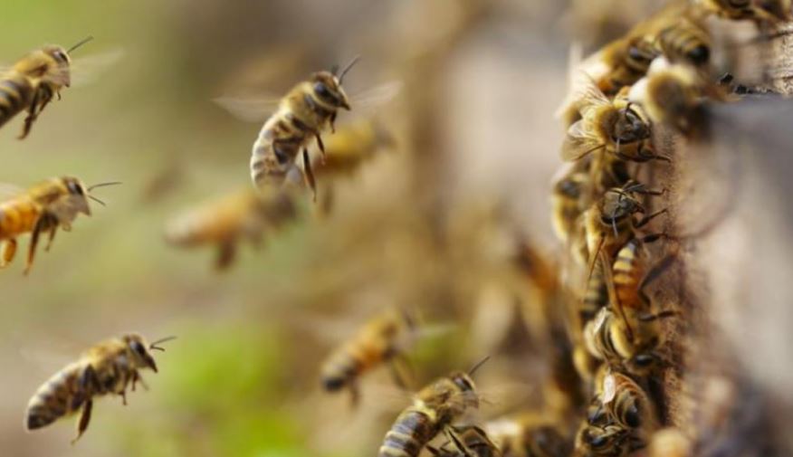 Muere abuelo de 85 años tras ser atacado por un enjambre de abejas africanas