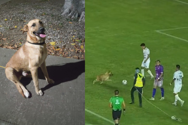 Adoptan al perro que se robó el show durante un partido del fútbol mexicano