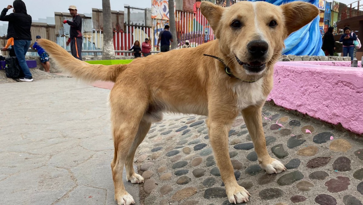 ¿Lo deportaron? Devuelven a México a Oso, el perrito que cruzó el muro hacia EEUU (+Video)