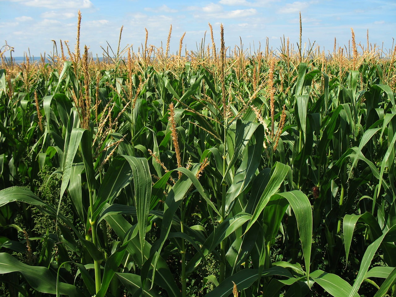 Producción de maíz en Venezuela crecerá un 2,2 % este año 2024: Sviaa
