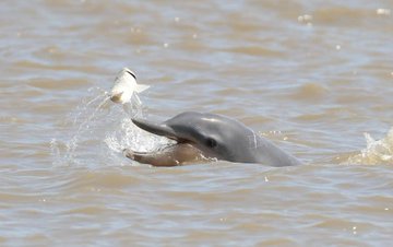 Avistaron delfines en el Lago de Maracaibo: 