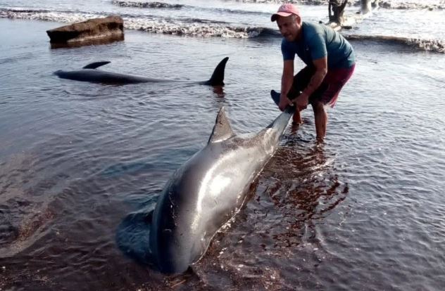 Mueren varios delfines en las costas de Falcón: Autoridades investigan las causas (+Video)