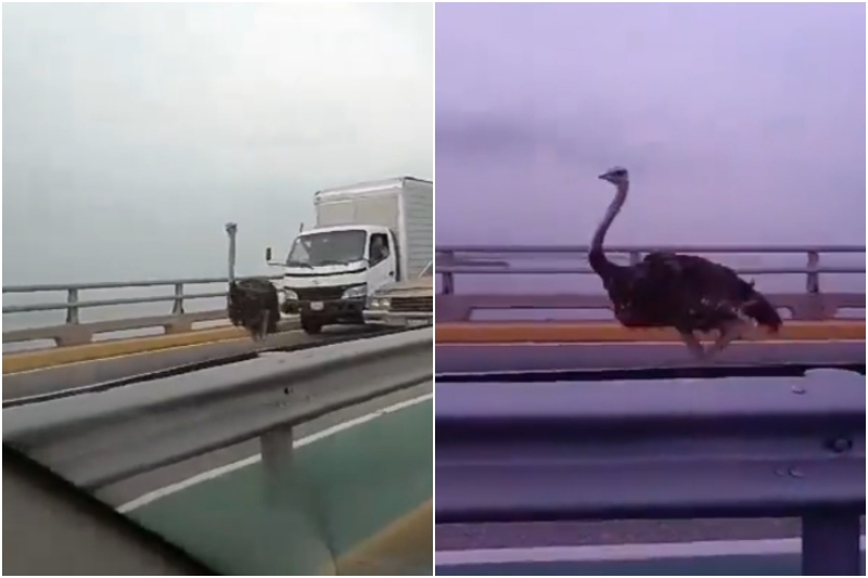 La verdad de los avestruces en el Puente sobre el Lago de Maracaibo: No pertenecen al Circo de México