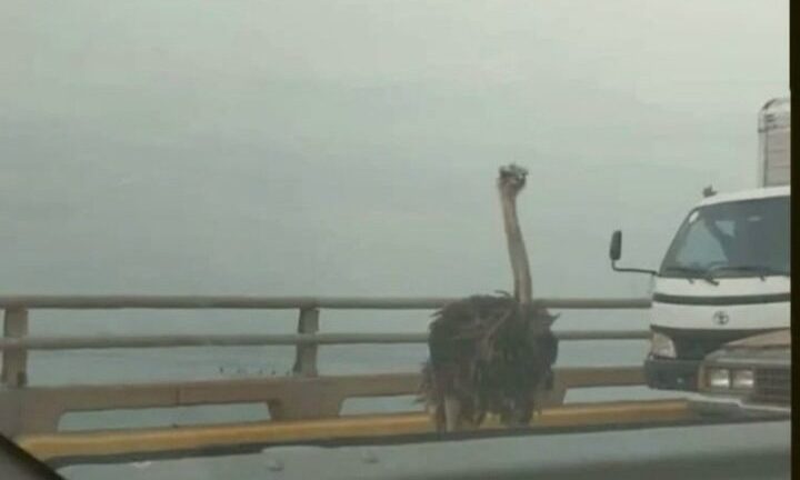 Un avestruz desfiló por el Puente sobre el Lago de Maracaibo (+Video)