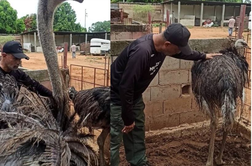 Se llaman Rafa y Luna los avestruces que corrieron por el Puente: 