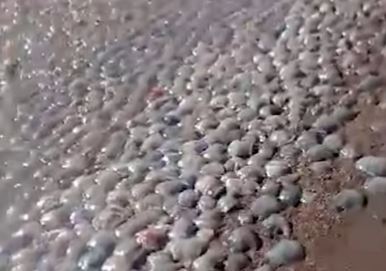 Muestran gran cantidad de medusas muertas a orillas de la playa en Falcón: Pescadores y habitantes aseguran que hay fuga de gas (+video)