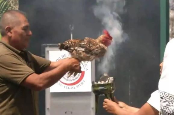 Sacrificio de una gallina en el Senado escandaliza a México