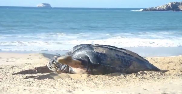 Tortuga marina de la especie Cardón, la más grande del mundo, depositó 120 huevos en la Isla de Margarita (+Video)