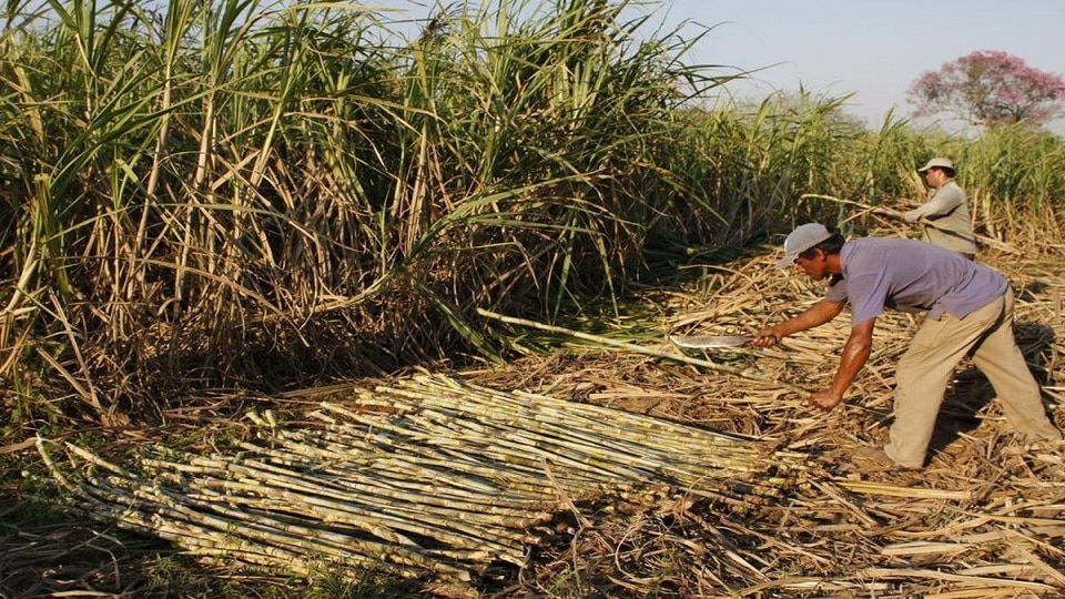 Producción de azúcar en el país aumenta 91 por ciento en cuatro años, según Cañicultores