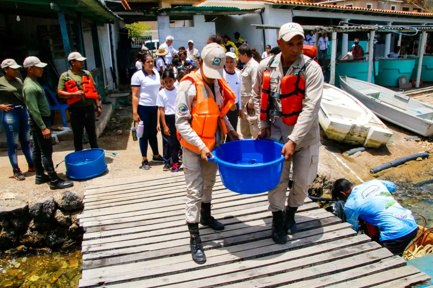 Venezuela libera mil caballitos de mar como parte del plan de repoblación