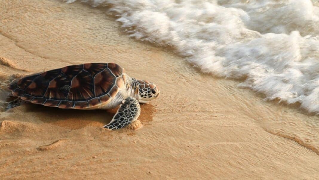 Caza de tortugas marinas puede ser causa de floración de medusas de mar