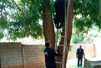 Línea de 14 mil voltios mató a dos hombres mientras cortaban una mata de mango en Torito Fernández