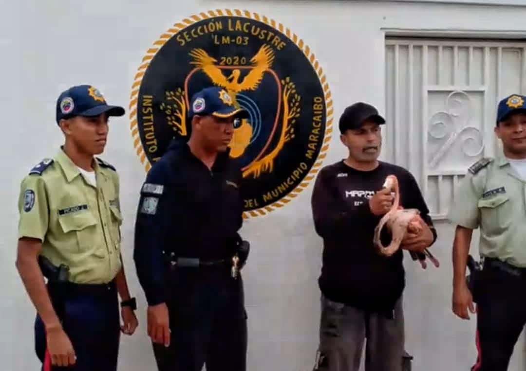 Brigada lacustre de la PDM rescató a un flamingo en la zona norte de Maracaibo