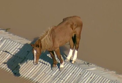 Rescatan a Caramelo, el caballo que quedó atrapado sobre el techo de una casa en medio de las inundaciones de Brasil (+Video)