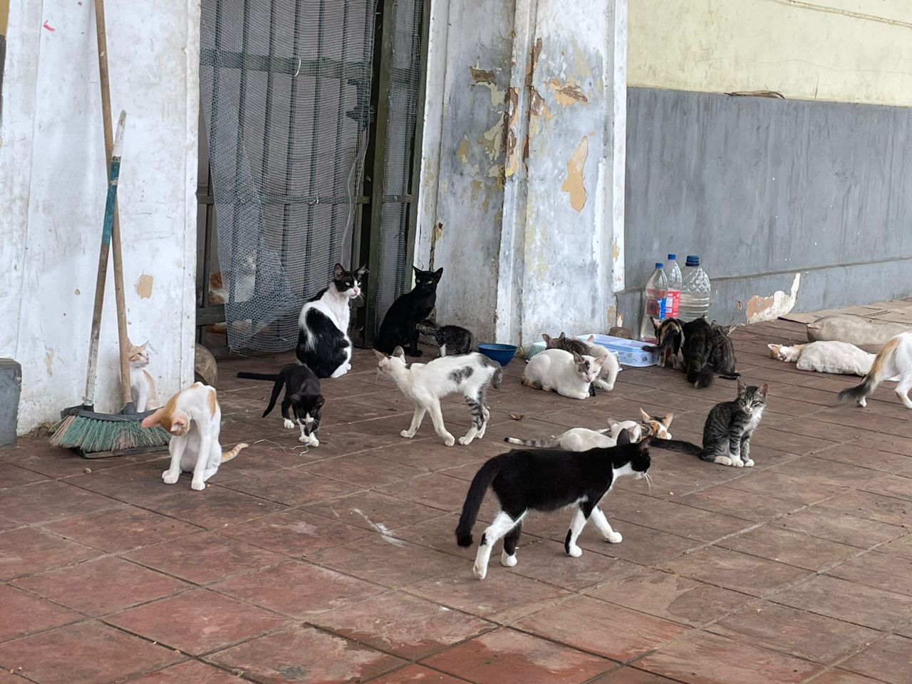 Gatos en el retén de Bella Vista es un problema de orden público que amerita vigilancia las 24 horas: Saile Devis