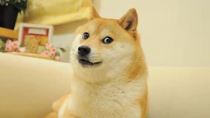 Murió Kabosu, la perra shiba inu que inspiró el meme Doge y la criptomoneda Dogecoin