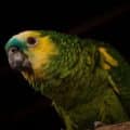 31 de mayo, Día Mundial del Loro