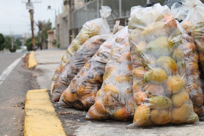¡Muchacha… barre esos mangos!: Una fruta exquisita que sacan como basura de los patios en Maracaibo