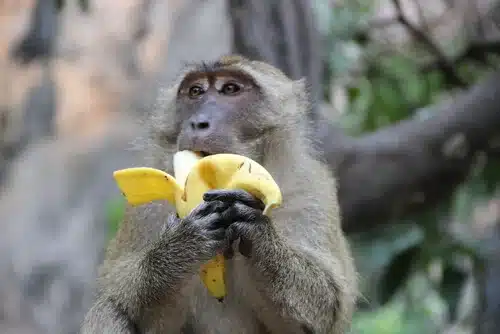 Vea la reacción de estos monitos frente al regalo perfecto: Una caja de bananas (+Video)