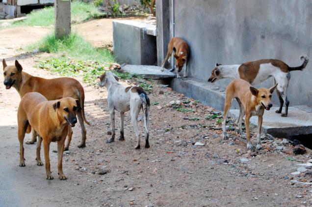 Perros y gatos en Maracaibo: Mascotas que la migración obligó a sus dueños a tirarlos a la calle del olvido