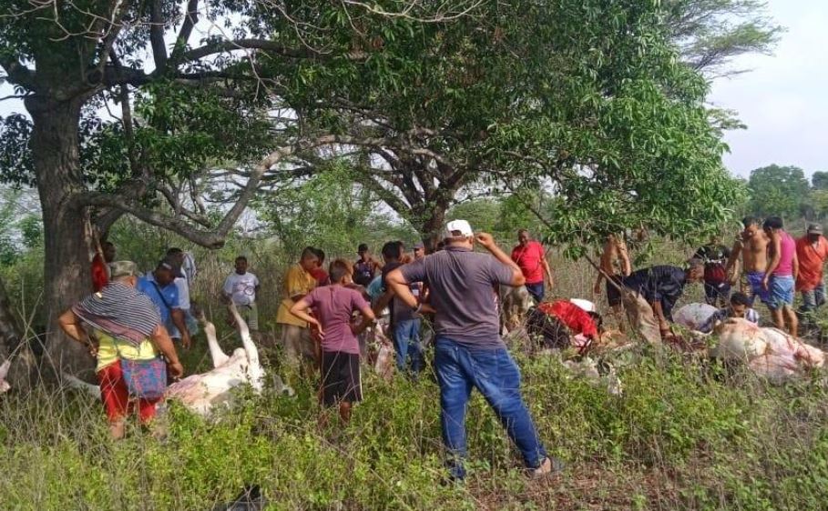 Un rayo mató a 12 reses en una finca al sur de La Guajira