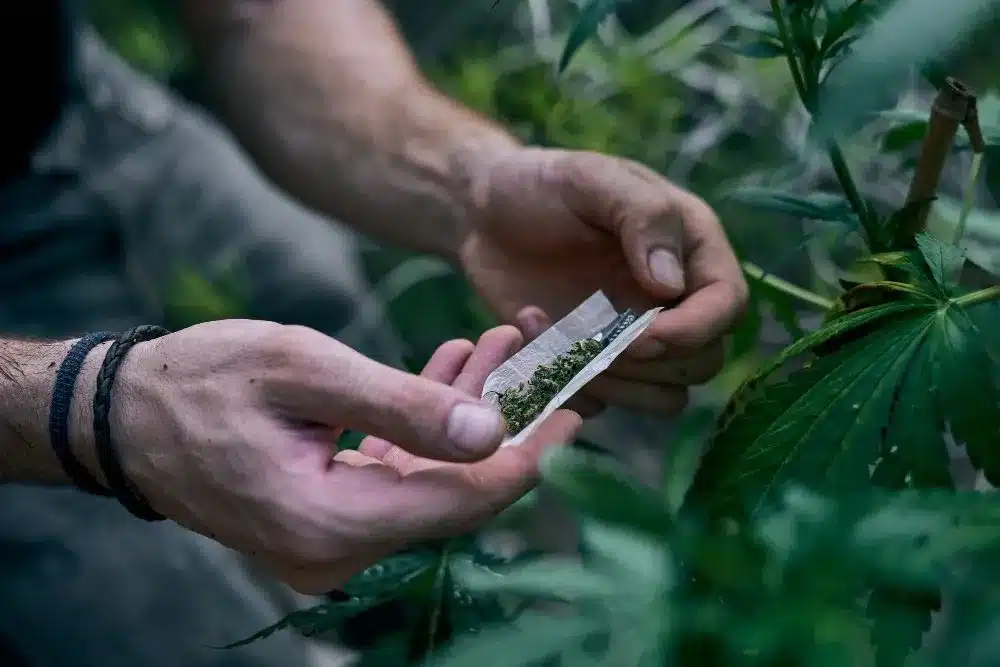 Incautan dos toneladas de marihuana en La Guajira: La transportaban en un vehículo con matrícula venezolana