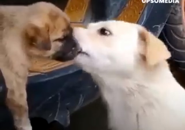 Los perros tienen sentimientos