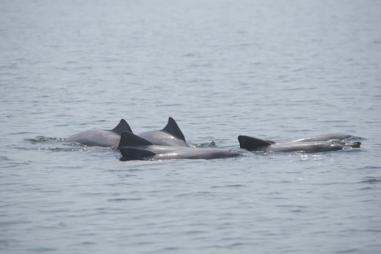 Así nadan las toninas en el Lago de Maracaibo: Un espectáculo natural que pocas veces se ve