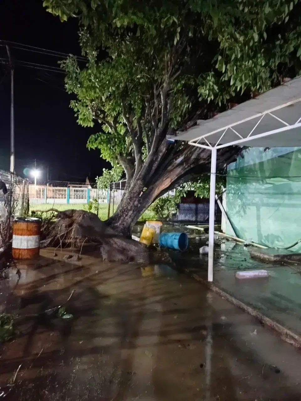 Fuerte chubasco causa caída de árboles en Bachaquero y San Pedro-Lagunillas 