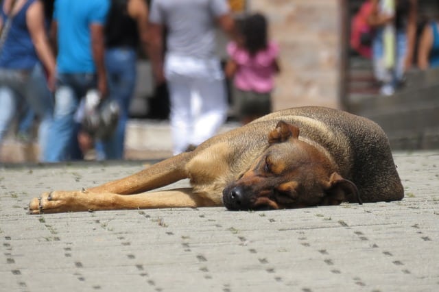 Dos sujetos fueron imputados por maltrato animal en el Zulia